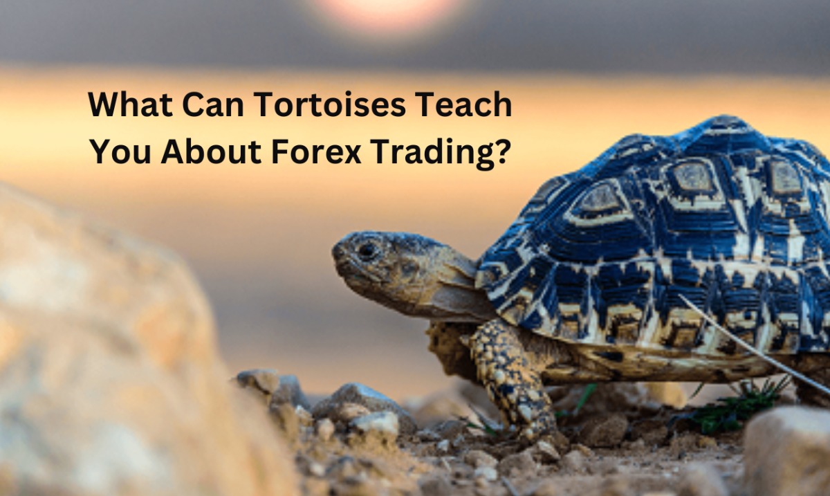 forex trading platform