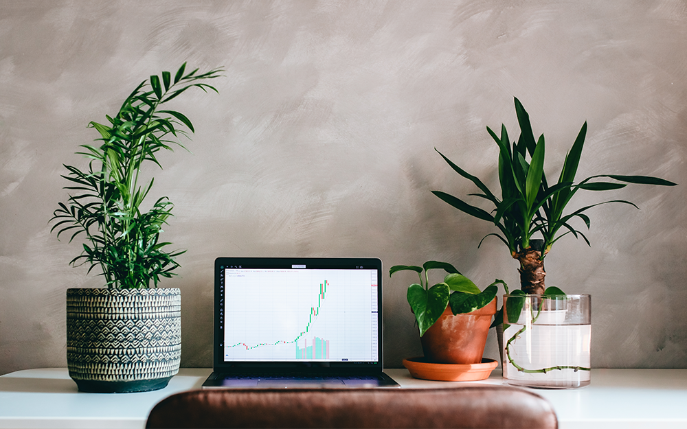 An office-like set-up at home for online trading. Laptop place on a desk, placed beside it are 3 indoor plants.