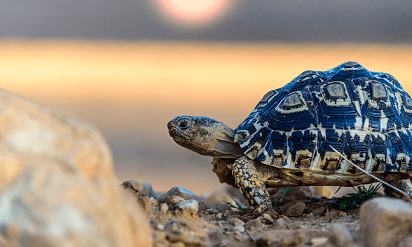 A tortoise slowly walking on the on the sand and pebbles during sunset.